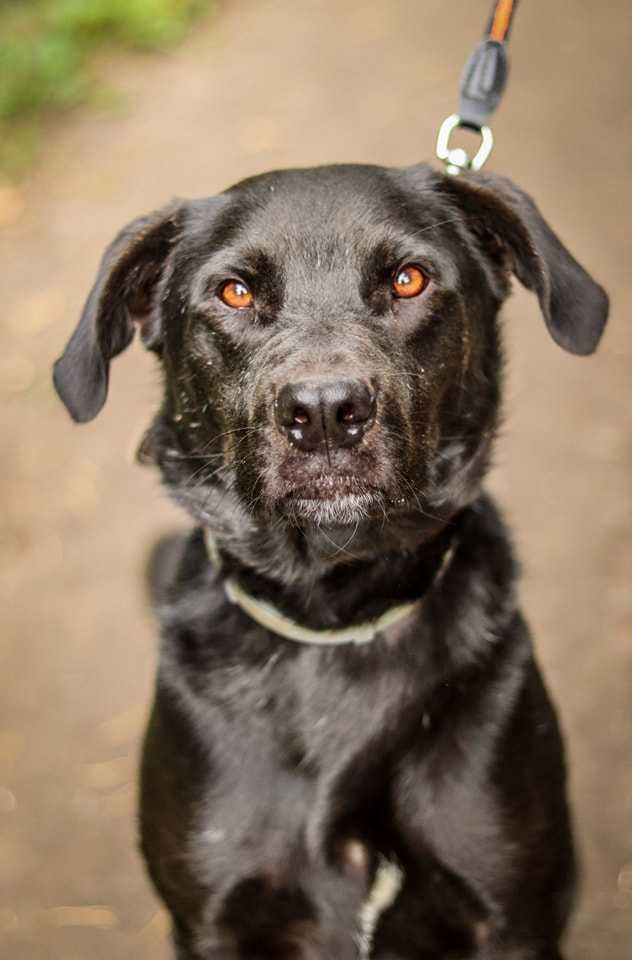 Milo - pies z duszą labradora, ideał w czarnym futrze