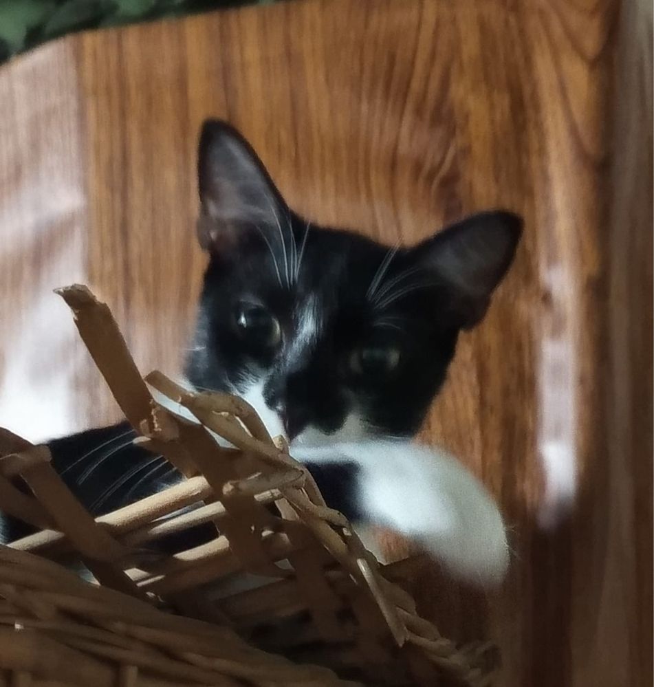 Gatinha super meiga para adoção responsável