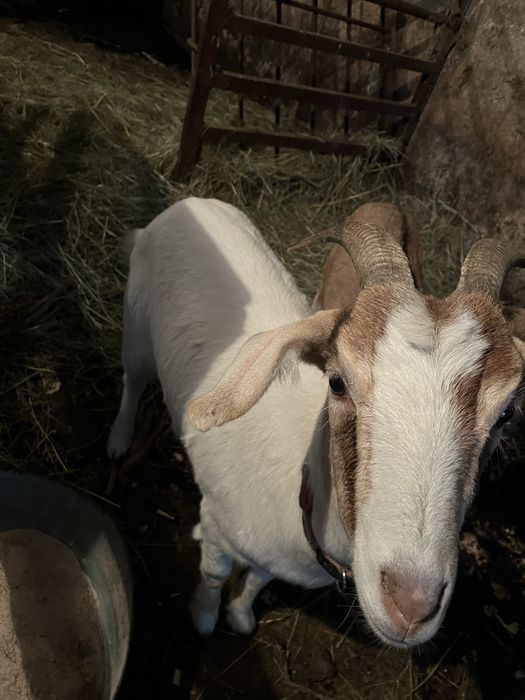 Sprzedam dwie młode Kozy