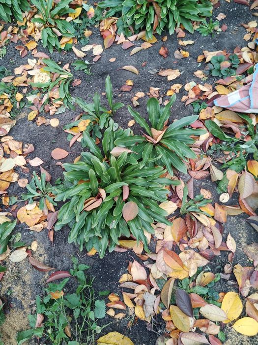 Продам кусты-луковицы лечебной лилии.хризонтемы низкорослые и высокие