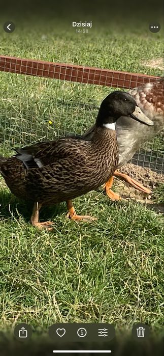 Kaczki 2 sztuki 8 miesieczne