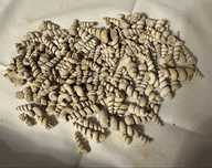 Conjunto de turritelas
