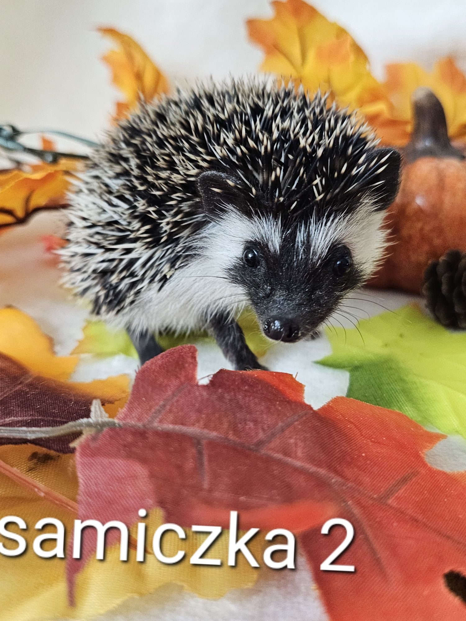 Jez pigmejski jez afrykański