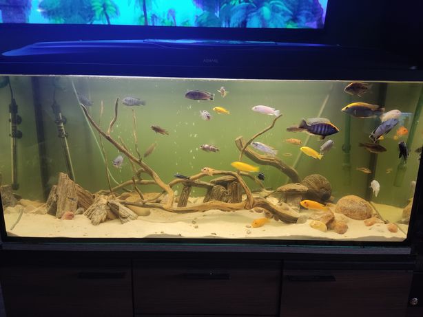 Akwarium 240l, rybki plus wyposażenie