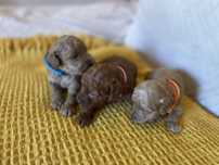 Pudel miniatura drobnej  budowy
