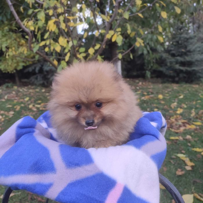 Wzorcowy Mały Szpic rodzice FCI