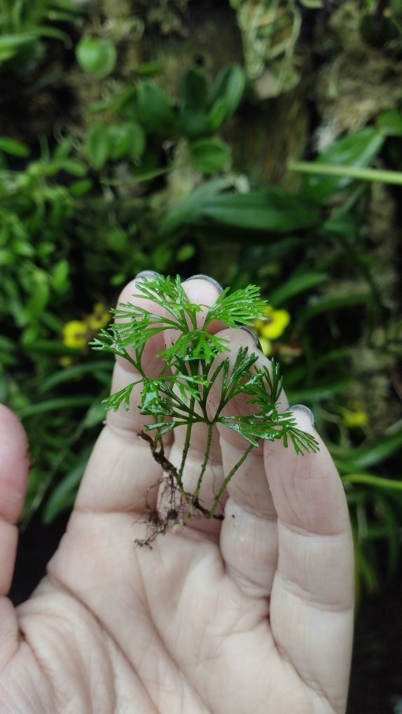 Мініатюрна папороть Elaphoglossum peltatum