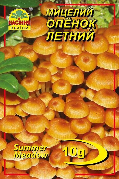 Мицелий грибов сухой