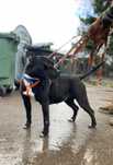 Sunia w typie amstaff do adopcji
