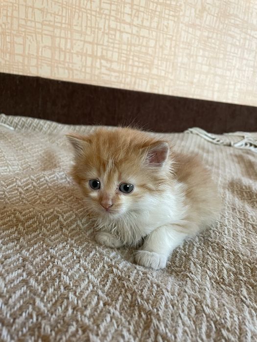 Гарнюні кошенята шукають господарів