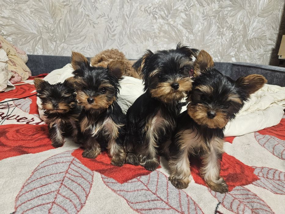Міні йоркширські тер'єри
