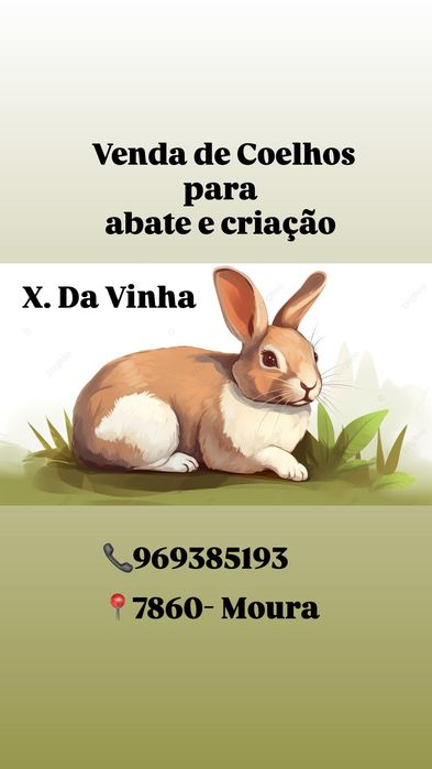 Vendo coelhos de abate e criação