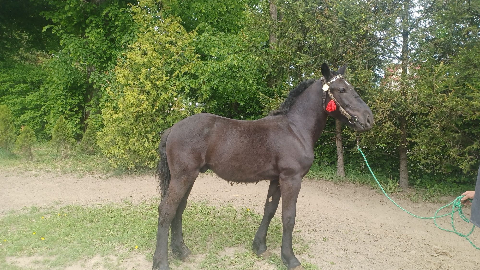 Sprzedam Ogierka