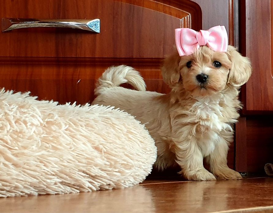 Śliczny Maltipoo