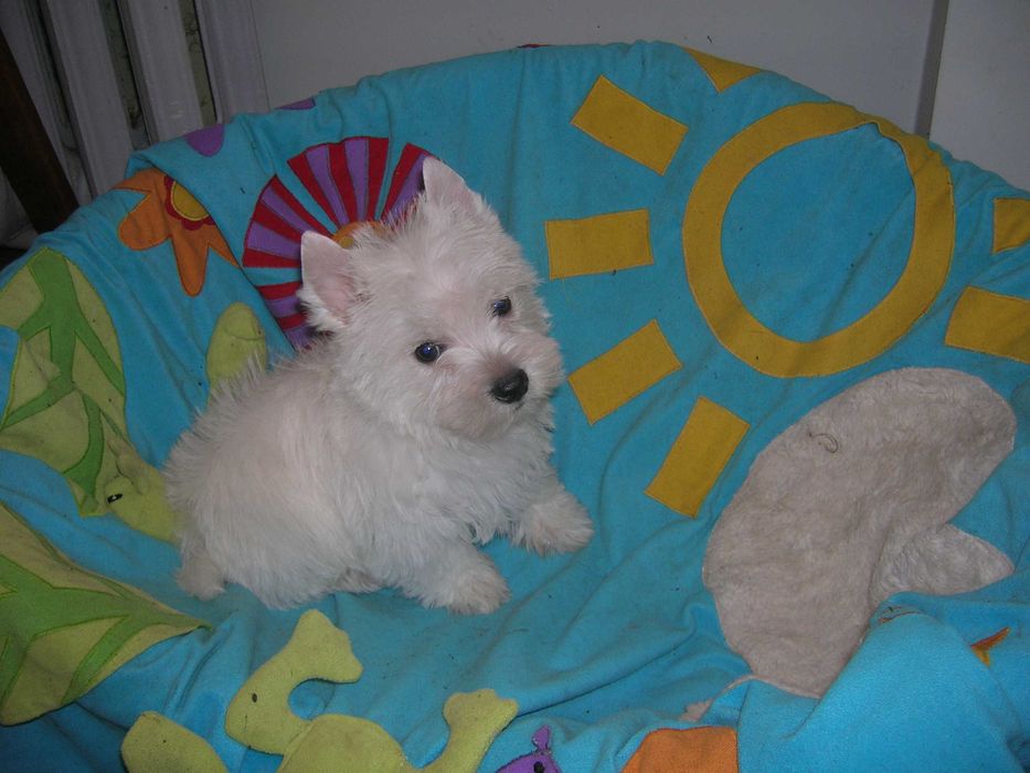 West Terrier bielutki piesek  już do odbioru.