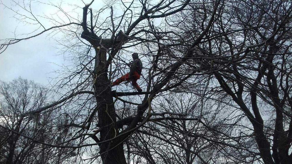 Wycinka i przycinka drzew