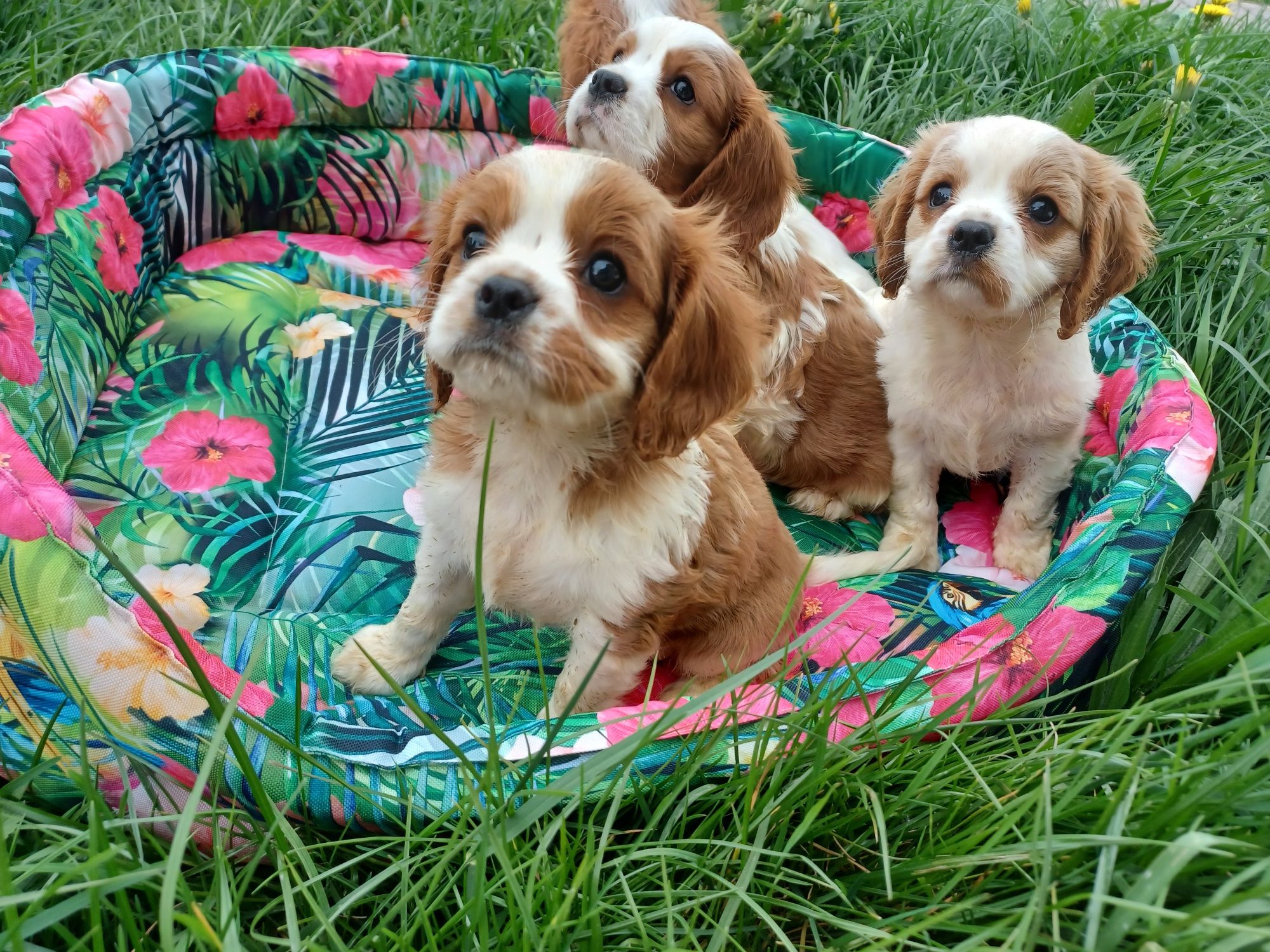 Cavalier King Charles Spaniel Śliczne Szczeniaczki Chłopcy