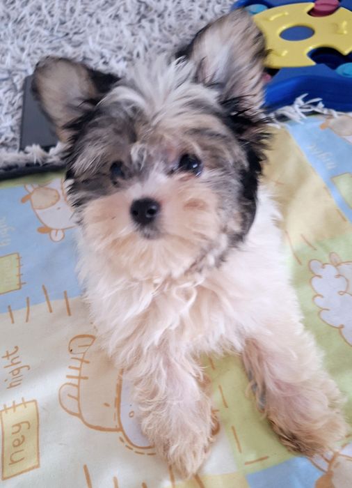 Mini york biewer Alinka- mama waga 2.40kg , tata 1.90kg