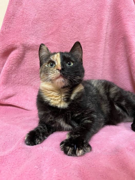 Кошеня дівчинка 5-6 міс. Трьохмасна. Шукає сімʼю!