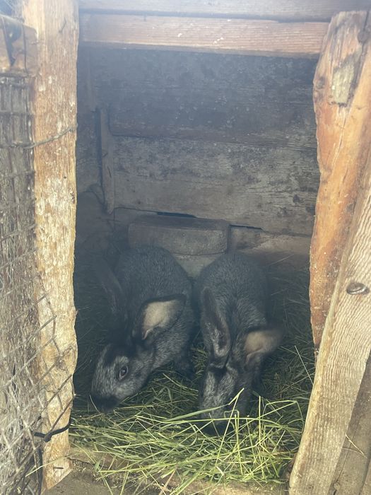 Полтавське срібло. Молодняк.