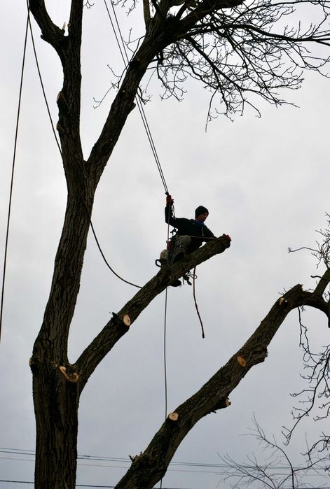 Спил деревьев,уборка территории