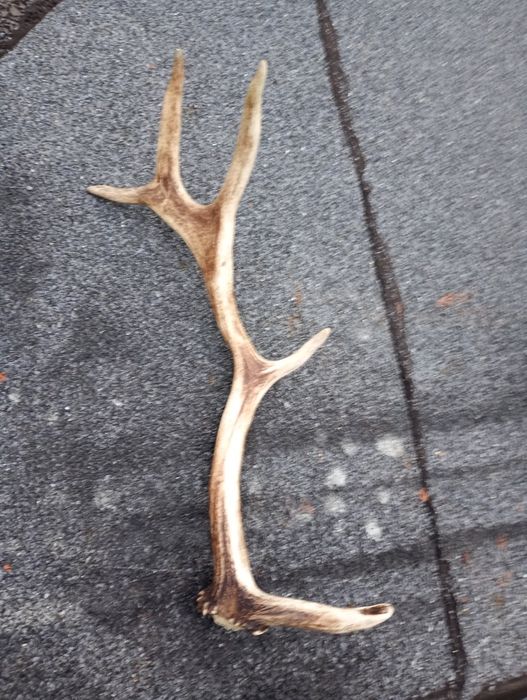 Poroża Jelenia 3 sztuki