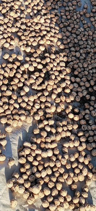 Nozes de qualidade em Santarém, bom preço.