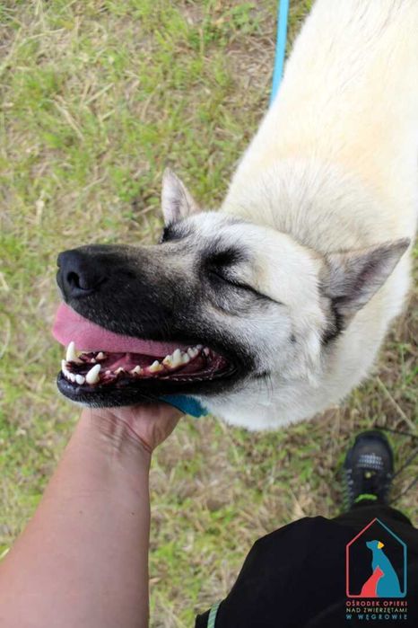 Fajny piesek Diro szuka domu!