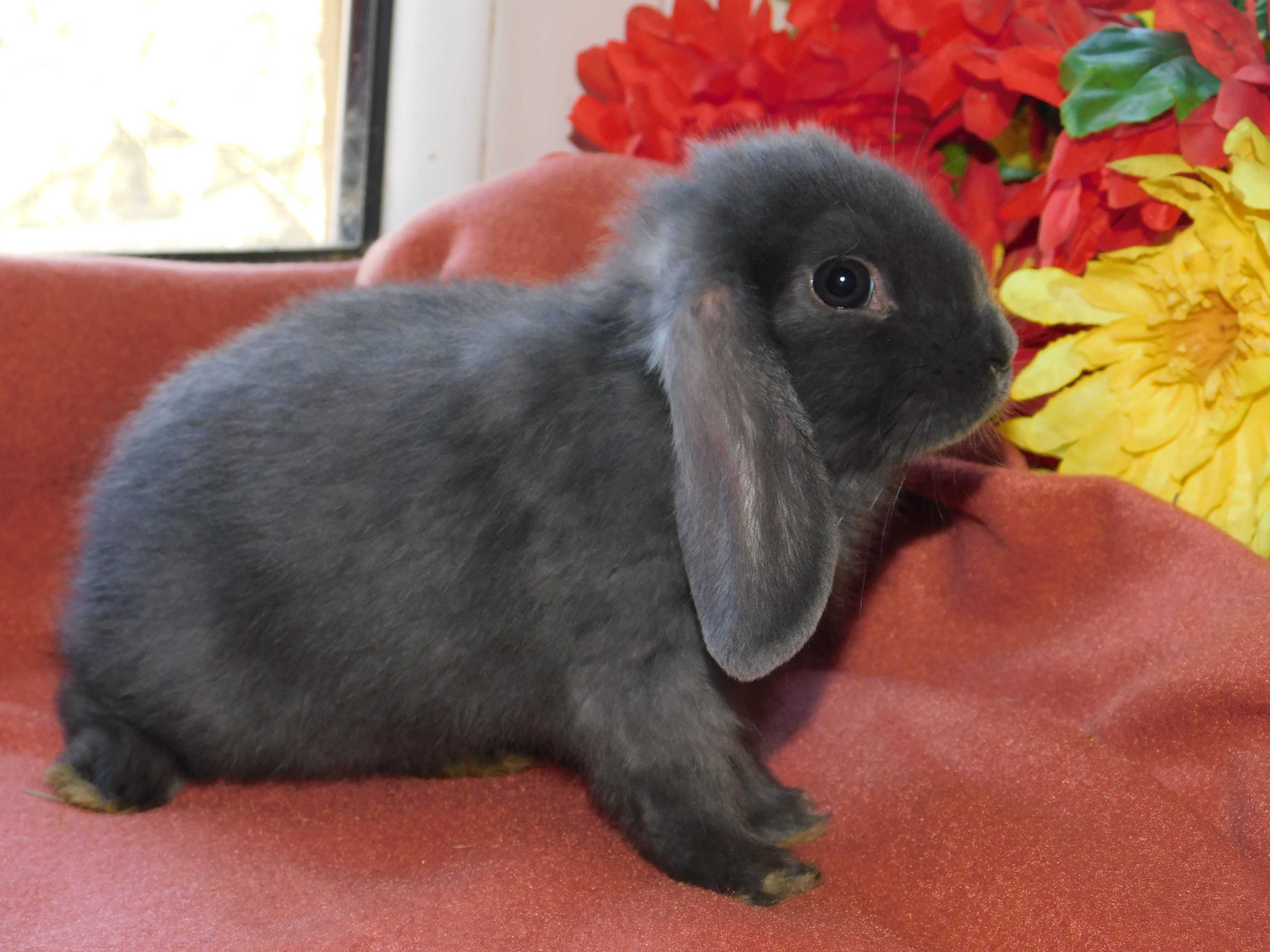 Mini lop samiczka niebieska