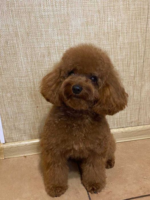 Той-Пудель (ред-браун) чакає на Вашу улюбленицю