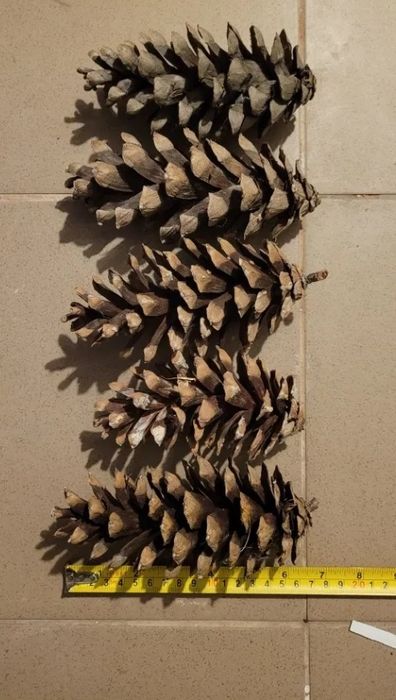 Dekoracyjne ogromne duże szyszki 10-15cm wejmutka sosna
