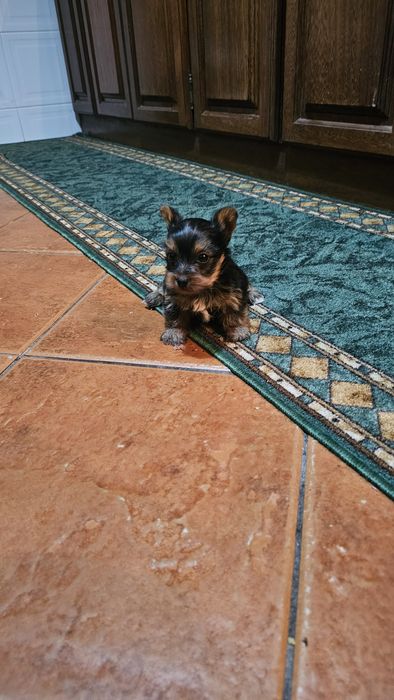 Yorkhire terrier macho