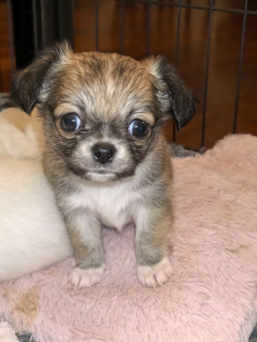 Chihuahua długowłosy ZKwP/FCI