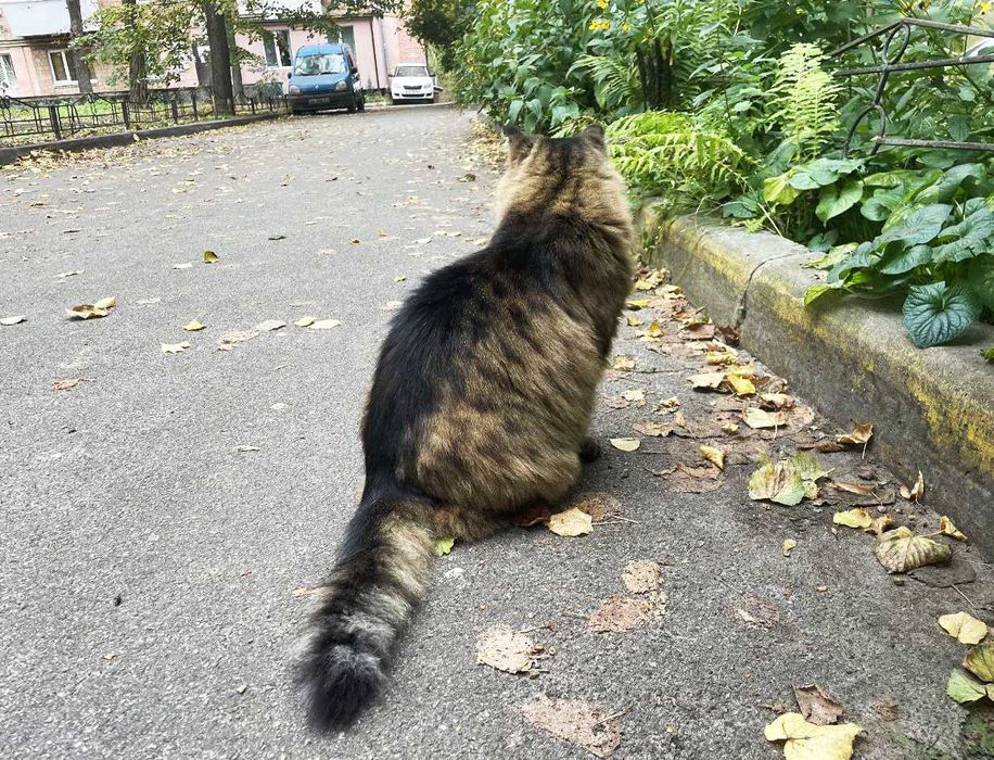 Марсель, 3р - казковий пухнастик з зеленими очима / кіт кішка кот