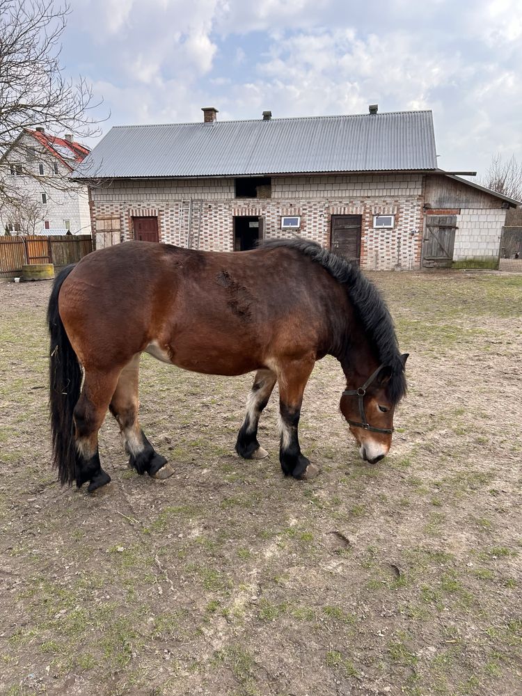 Klacz źrebica  PKZ