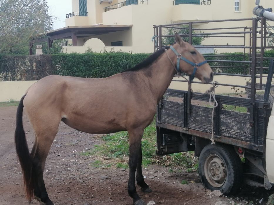 Poldra baía lusitana