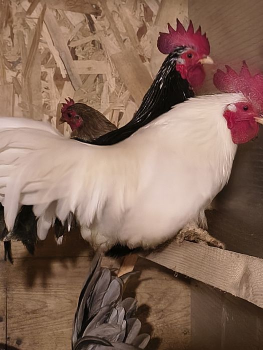 Sprzedam chabo z2025