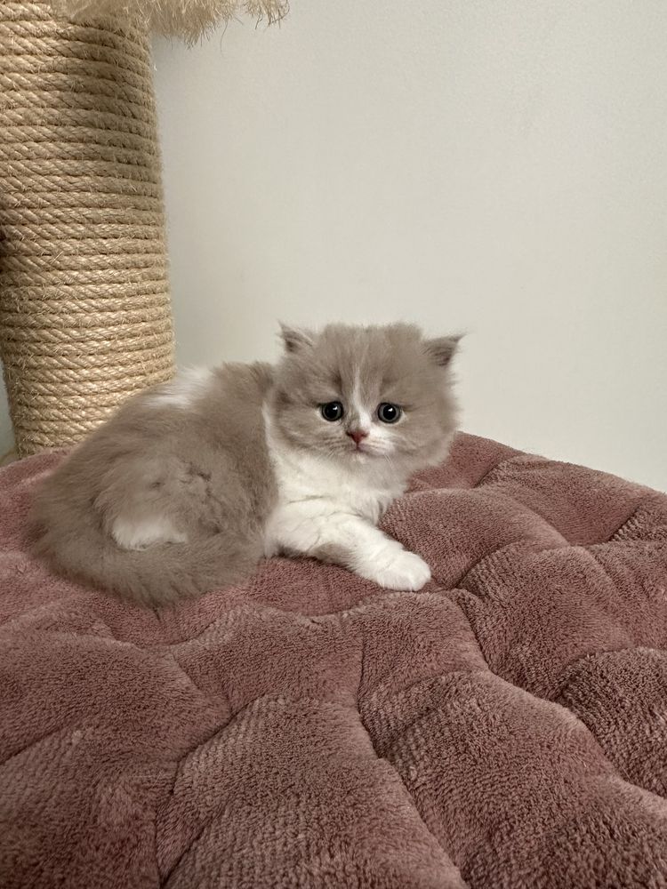 Fêmea British  bicolor lilás com LOP