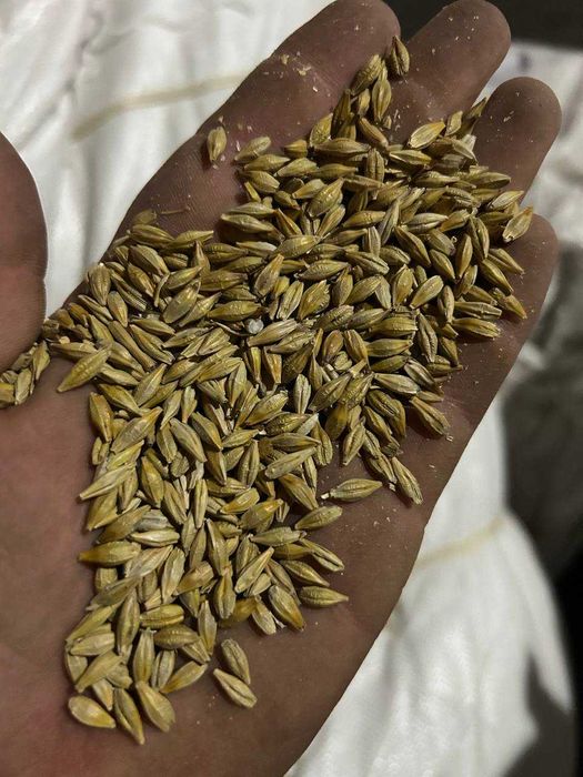 Продам посівний озимий ячмінь 9 Вал Дев'ятий Вал