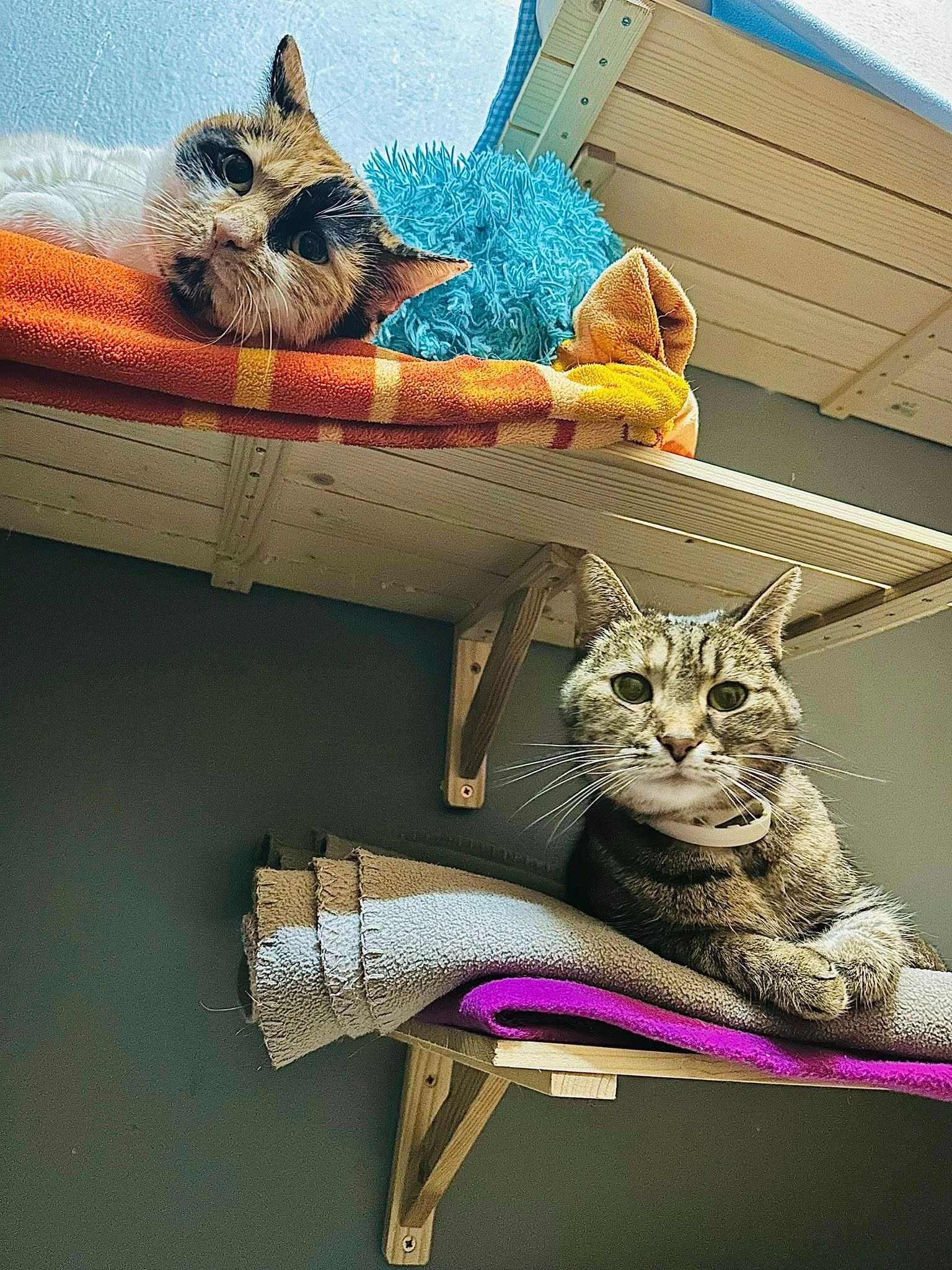 pilnie potrzebny domek dla kotek po zmarlej wlascicielce