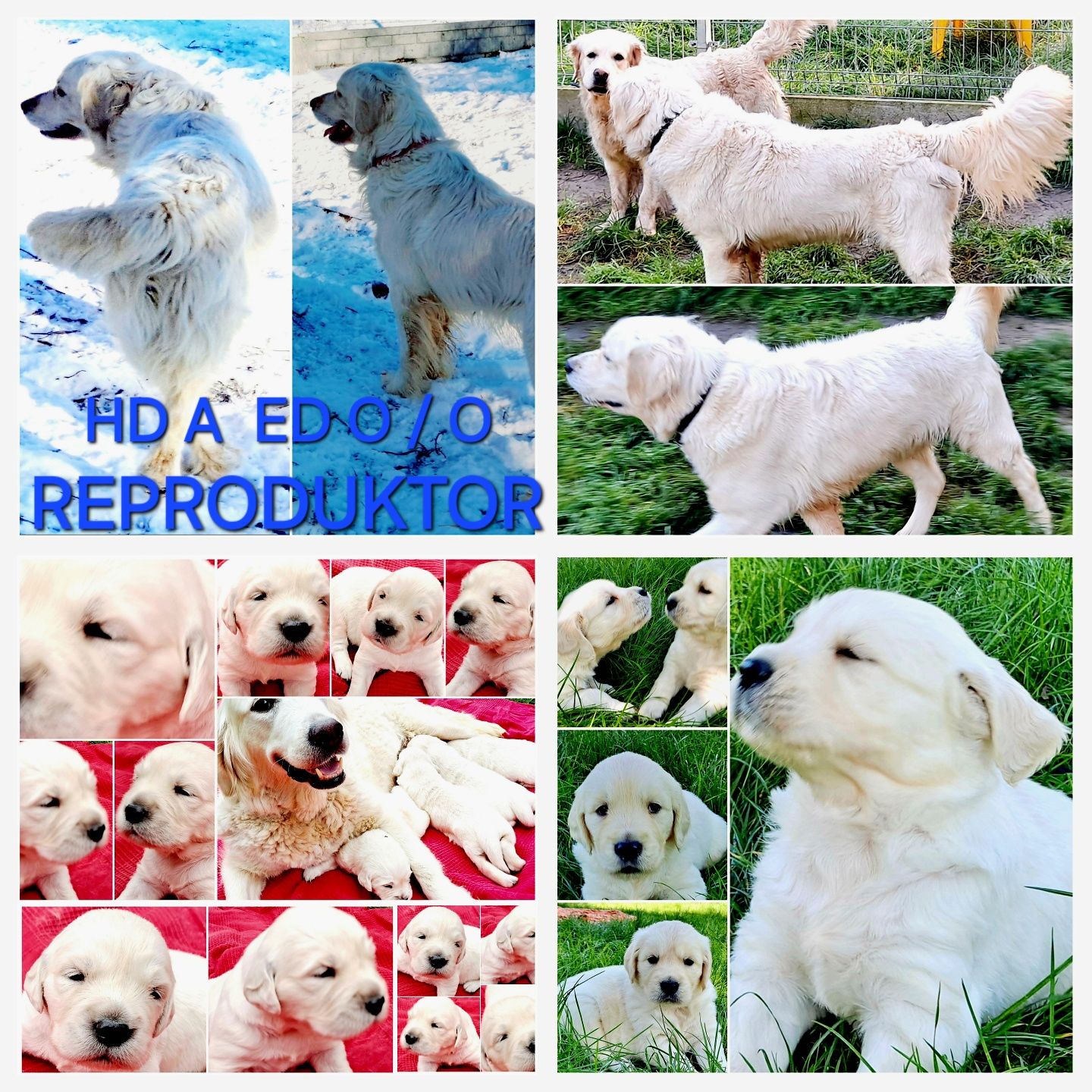 Mocny samiecGolden Retriever  do odbioru RODZICE w hodowli