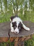 Border Collie Castanho Lindo Macho Puro