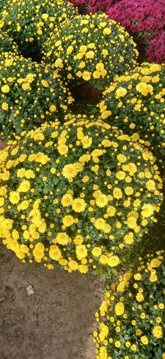 Chryzantemy drobnokwiatowe