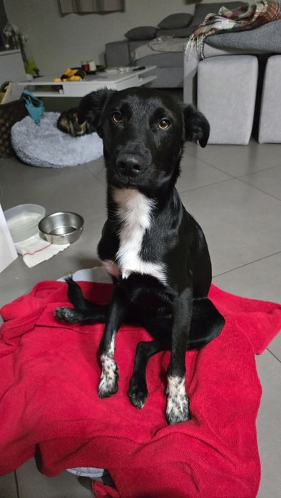 Com 9 mesinhos para adopção