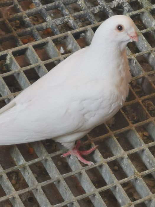 Pombo Mariolinha