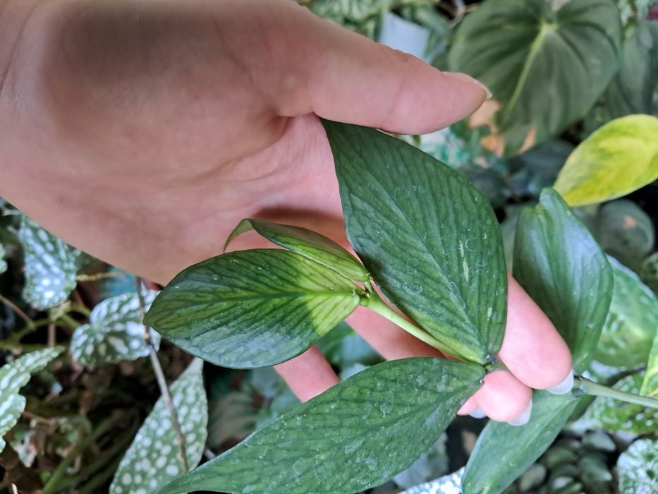 Hoja polyneura Hoya cieta