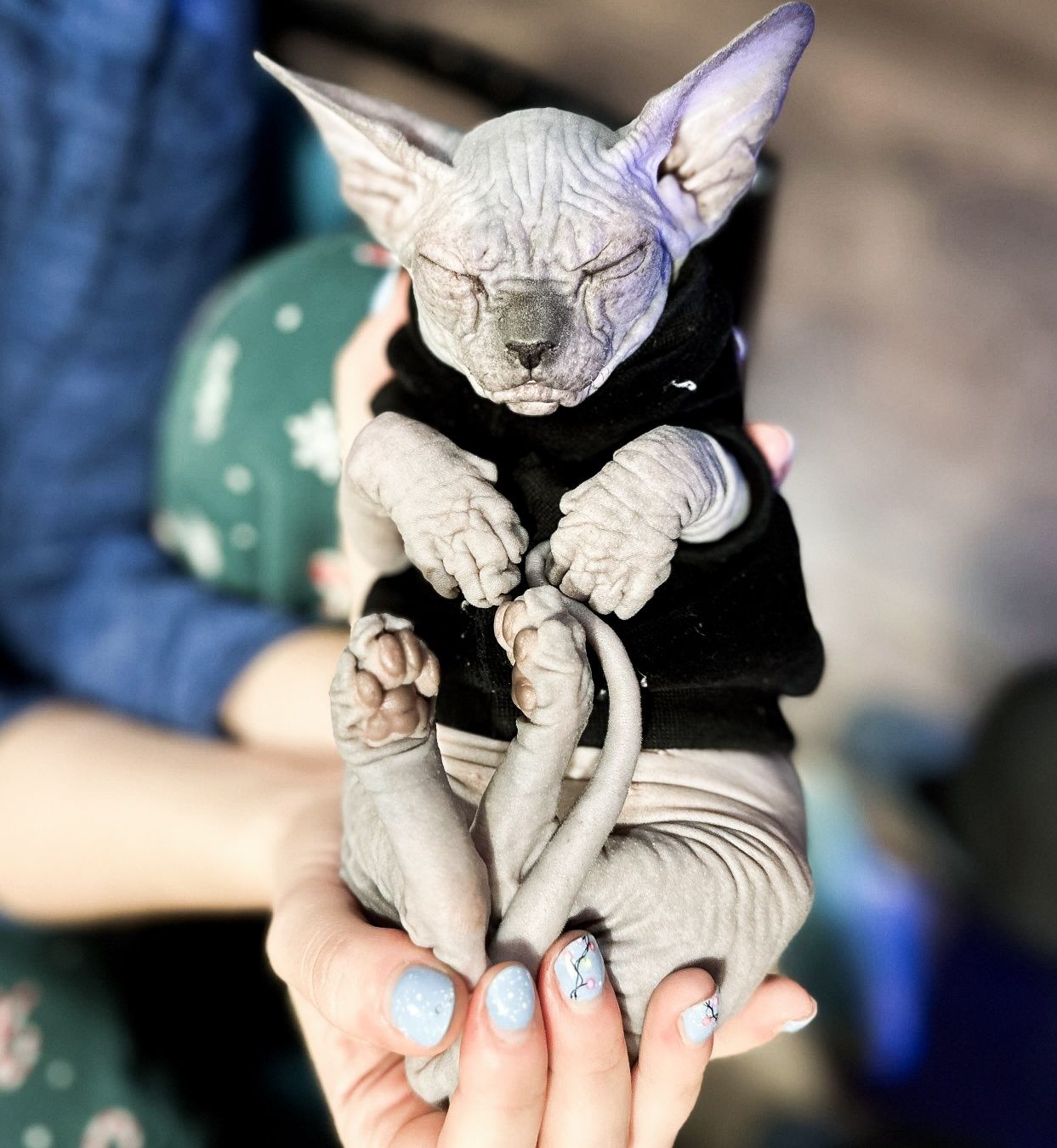 Gymni Gata*PL sfinks kanadyjski canadian sphynx kociak