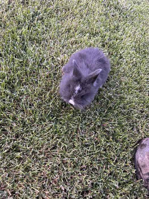 Coelho anão lionhead