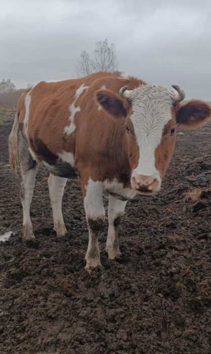 Продам дві тільних теличок