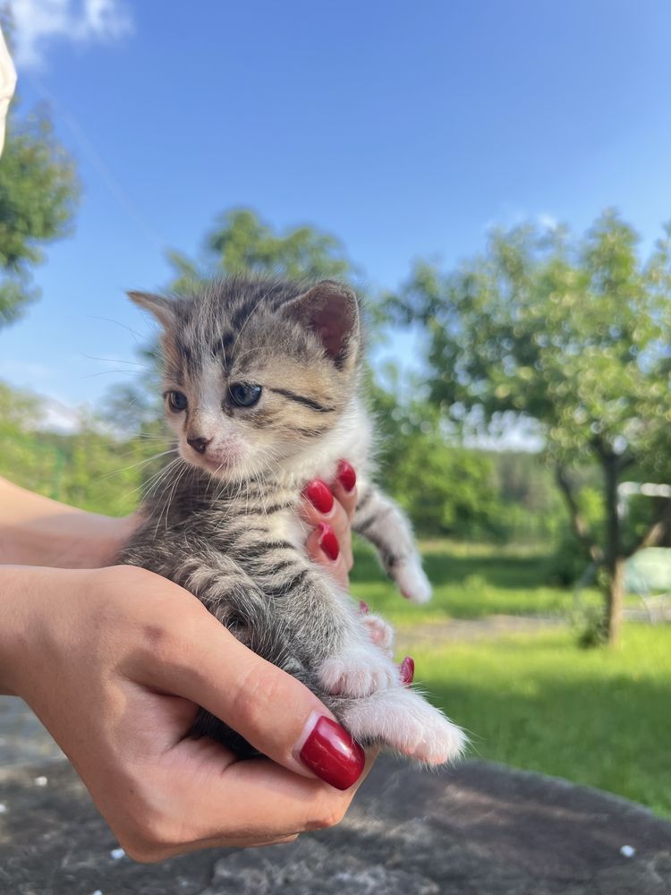 Кошенята,котята,кіт,киця,кицька, котик,котенята в хороші руки